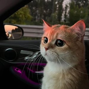 亚洲AV永久无码精品三区在线
